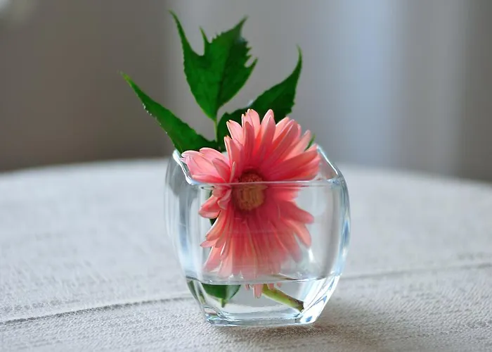 فندق Lolli Palace